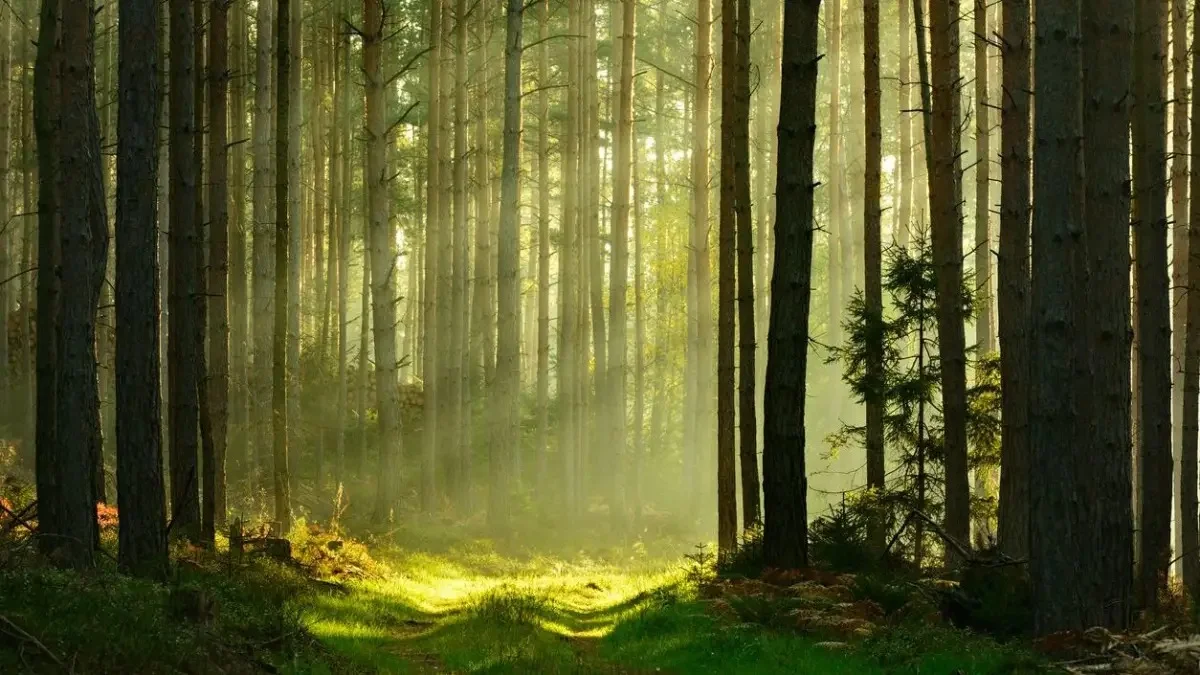 Ақмола облысында құны 2,2 млрд теңге болатын орман жекеменшікке өтіп кеткен