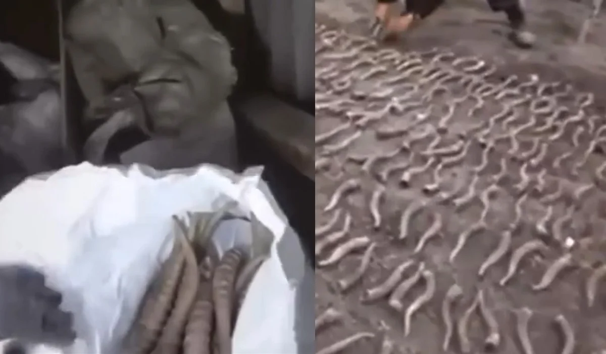 Жезқазған тұрғынының үйінен 300-ден аса киіктің мүйізі табылды