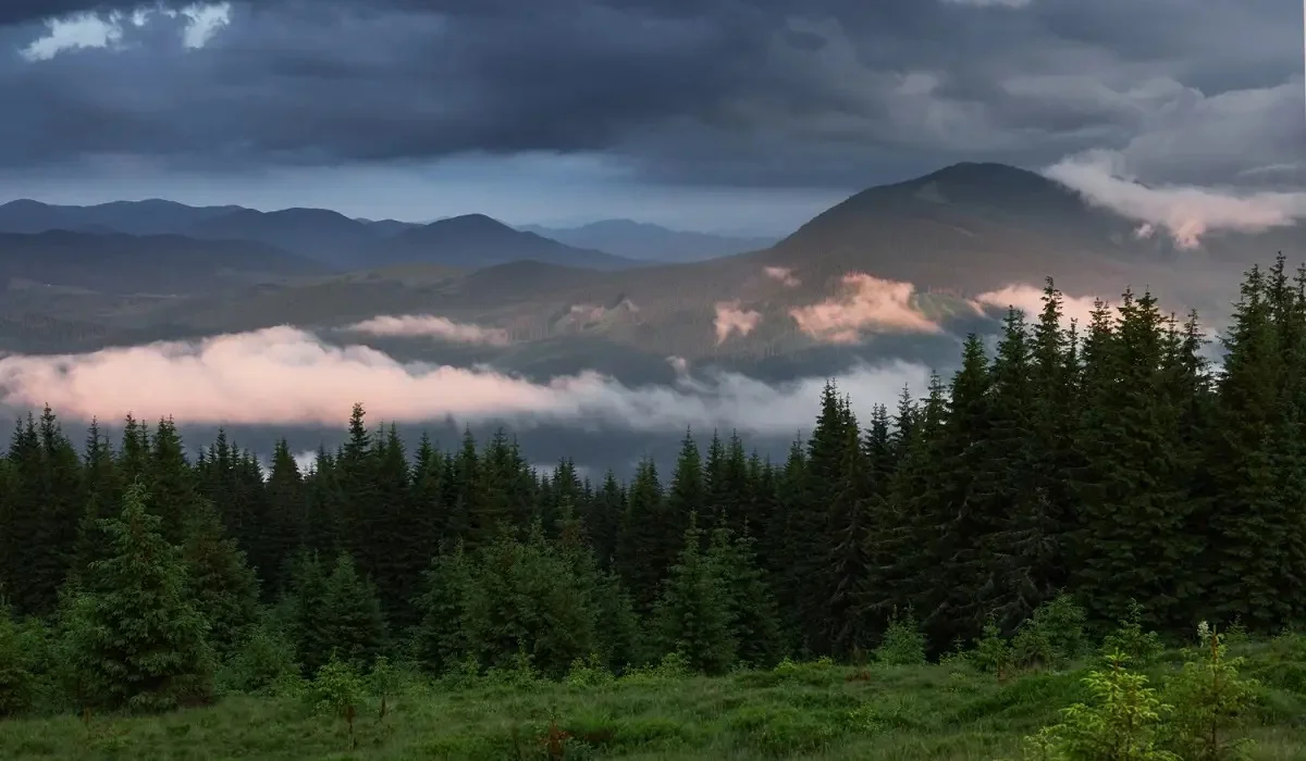 Қазақстанда биыл ормандарды қалпына келтіру үшін 1,5 млрд көшет егілді