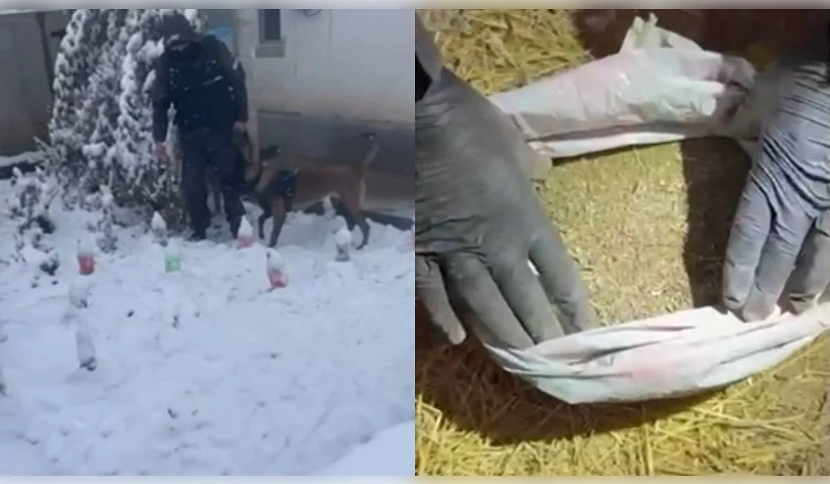 Алматыда есірткі сатумен айналысқан топ ұсталды