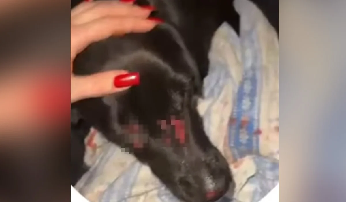 Өскеменде ер адам күшікті бесінші қабаттан лақтырып жіберген