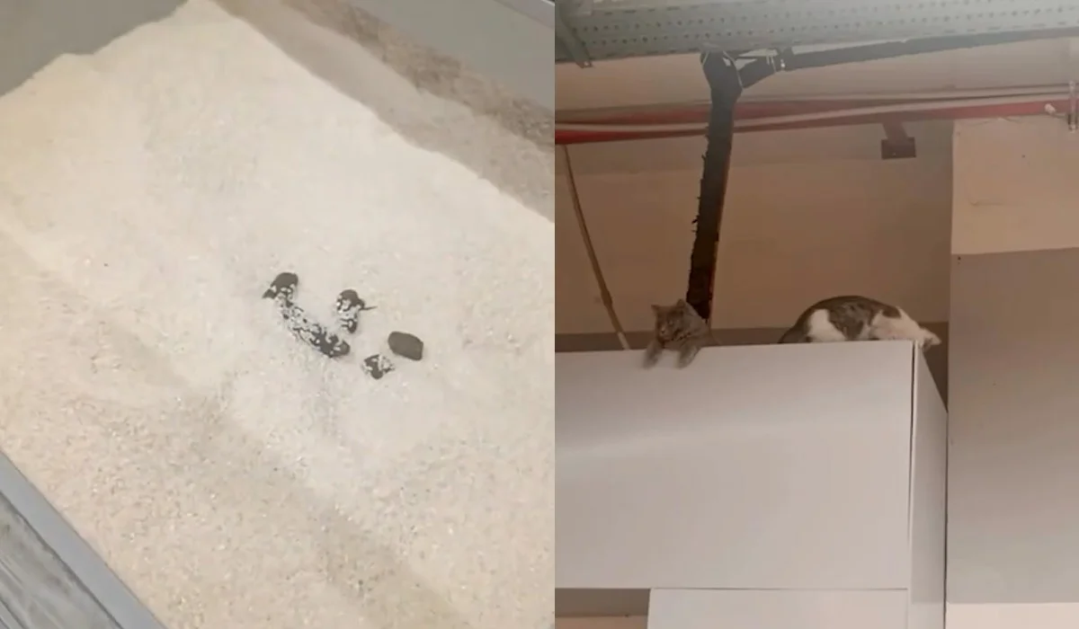 Magnum желісінің Шымкенттегі дүкенінде күріштің ішінен мысықтың нәжісі табылды (ВИДЕО)