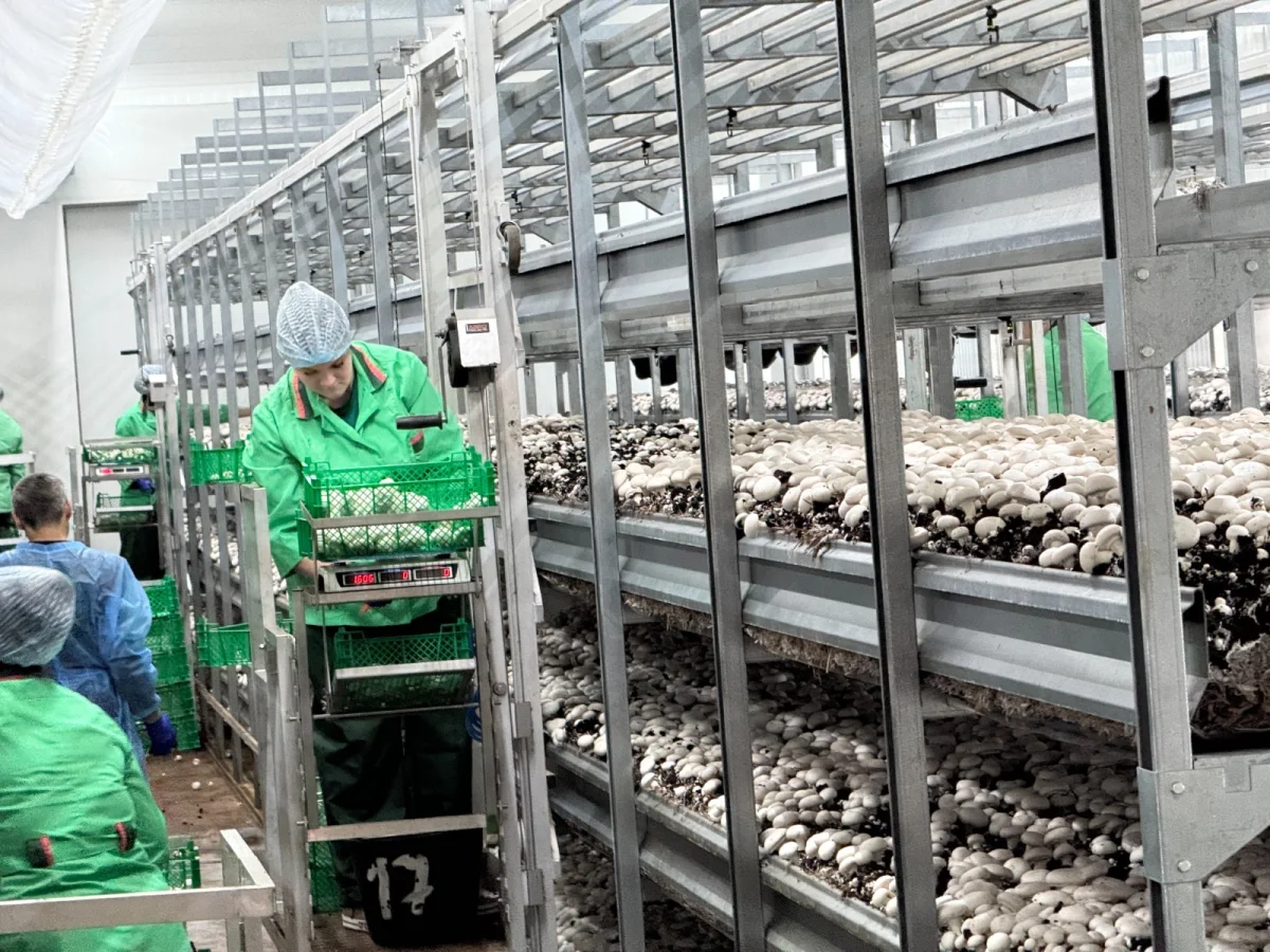 Мәжіліс депутаттары Петропавлдағы саңырауқұлақ фермасының тәжірибесімен танысты