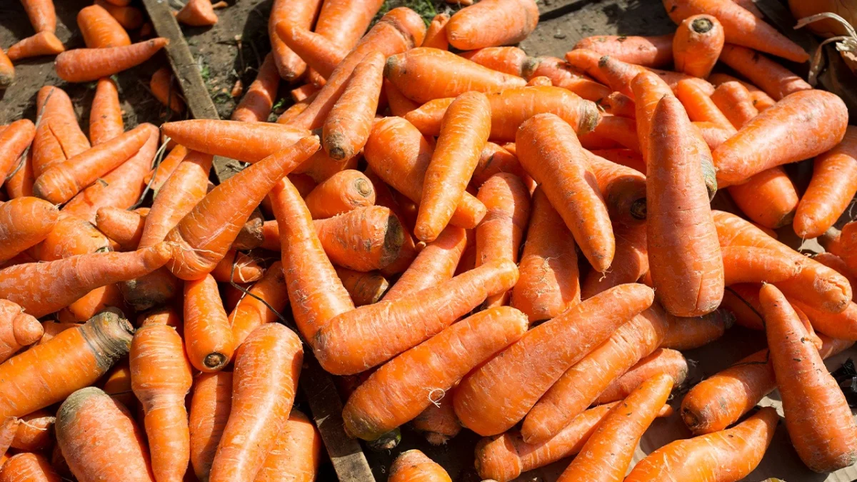 «80 теңгеден сатудың өзі қиын»: депутат Үкіметке сәбіз өсіретіндердің жанайқайын жеткізді