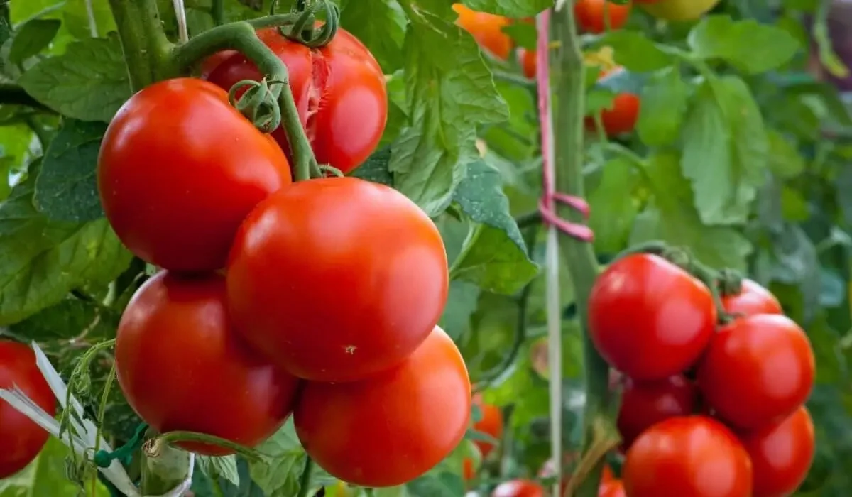 Қазақстанға аса қауіпті вирус кіріп кете жаздады