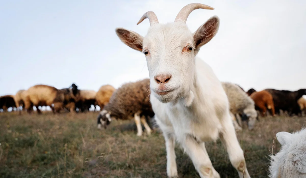 Қазақстан Үндістан мен БАӘ-ге ешкі етін экспорттауы мүмкін