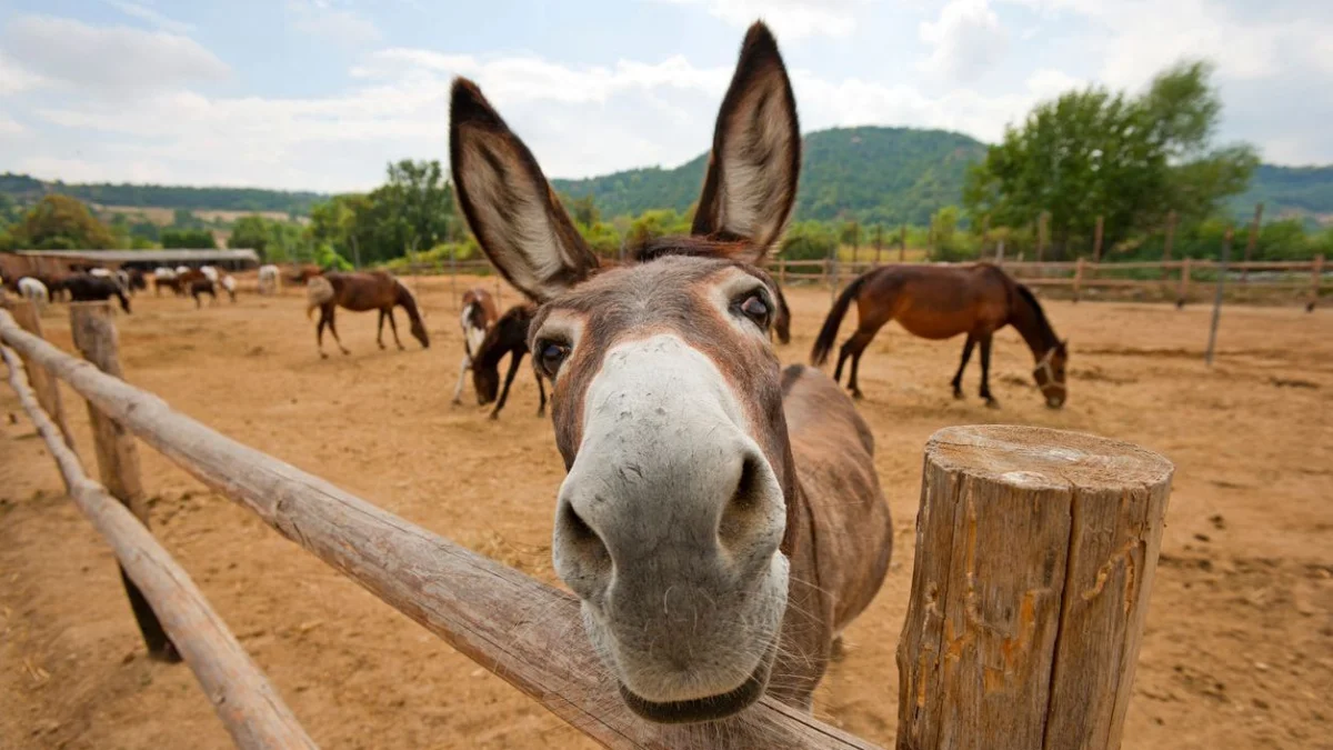 Қазақстанға жылқы етінен бөлек есек пен қашыр еті де импортталған болуы мүмкін – зерттеу