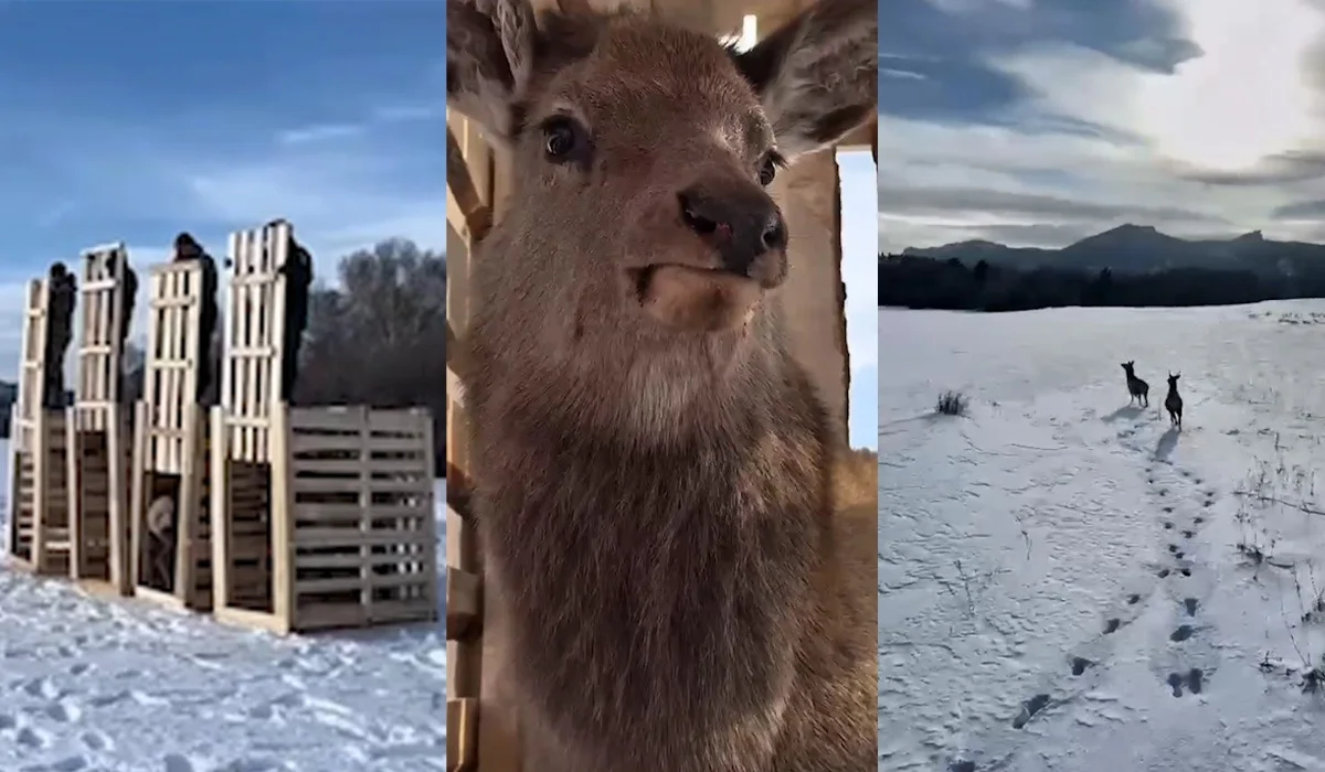 Қарқаралы паркі 4 маралды еркіндікке жіберді - жануарлар иен далада асыр салған (ВИДЕО)