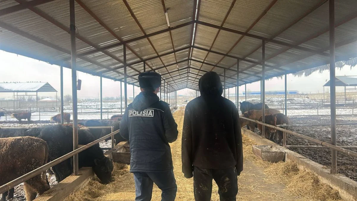 Шымкентте шаруа қожалығының екі жұмысшысы 80 бас мал ұрлап кеткен