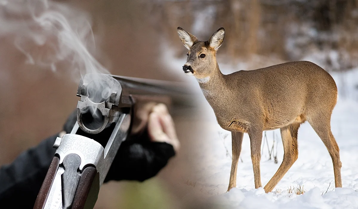 Көкшетауда үш елікті заңсыз атқан адам 6 жылға сотталып кетті