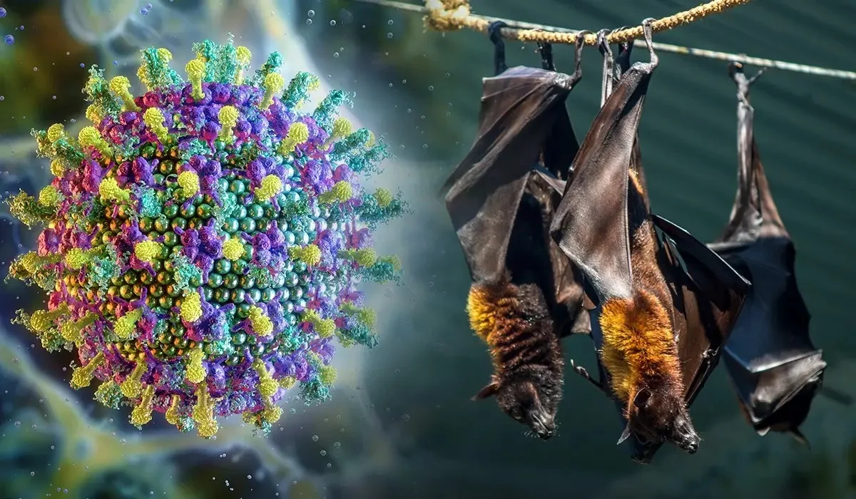 «Нипах вирусы тараған елдерге бармаңыздар»: комитет қазақстандықтарға ескерту жасады