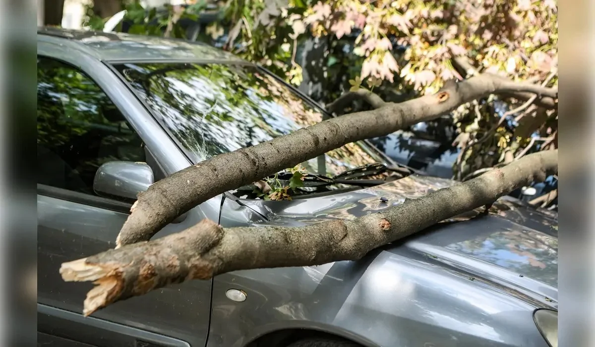 Көлігінің үстіне ағаш құлап кеткен Қостанай тұрғыны сотта әкімдікті жеңіп шықты