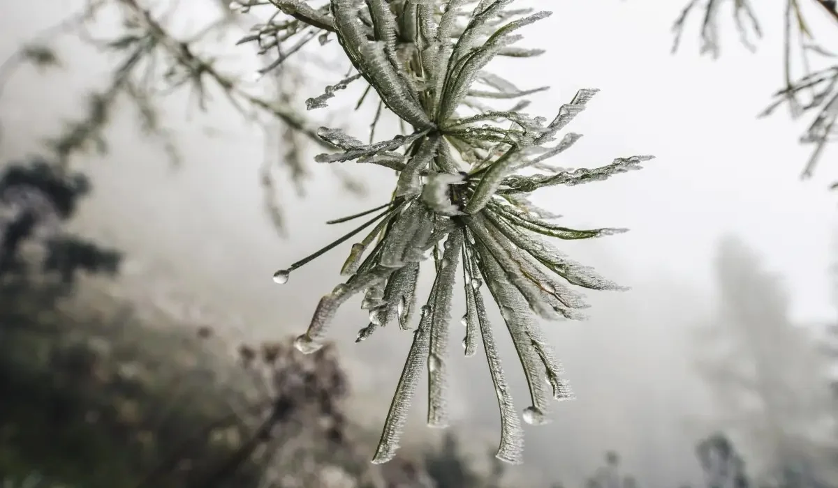 Күн жылы болып, қар аз жауады: Қазақстанда ақпан айында ауа райы қандай болады