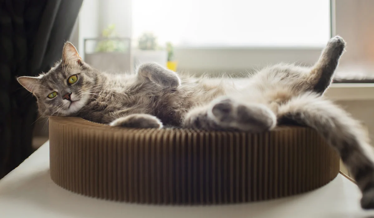 Қосшы тұрғыны мысықтың жатын орнын ұрлағаны үшін екі жылға сотталып кетті