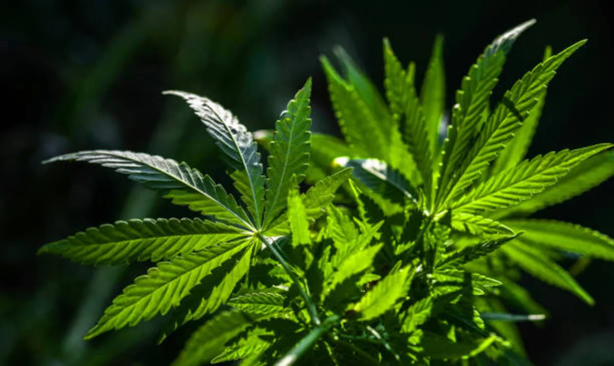 Саяжайда жасырылған есірткі зертханасы: Алматы облысында заңсыз өндіріс әшкереленді