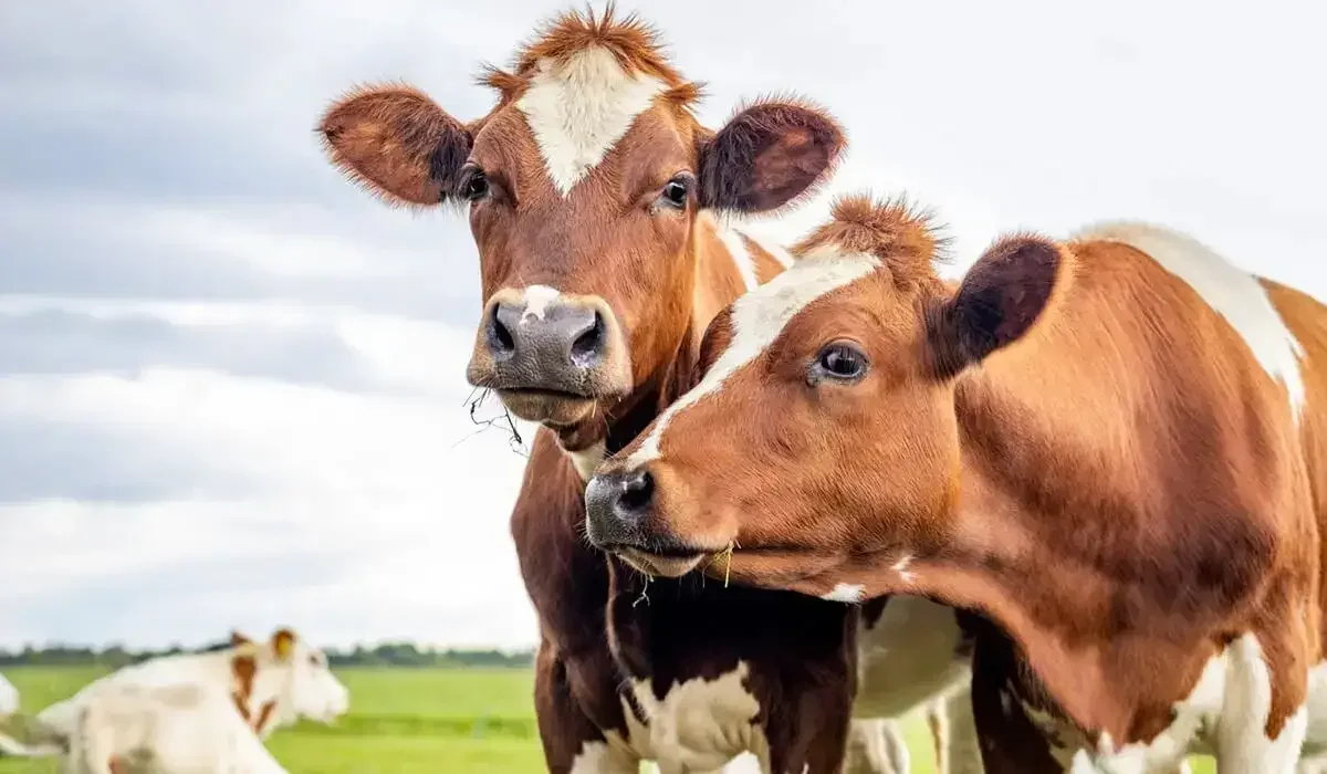 Ұрлыққа жол ашқан салғырттық: СҚО-да бір айда 114 малшы жазаланды