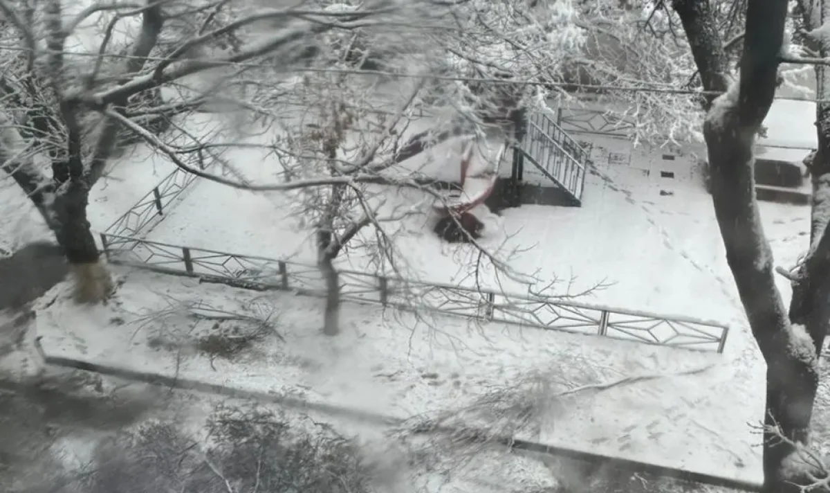 Шымкентте нөсерден кейін жауған қар салдарынан ағаш құлап, 4-сынып оқушысы қаза тапты