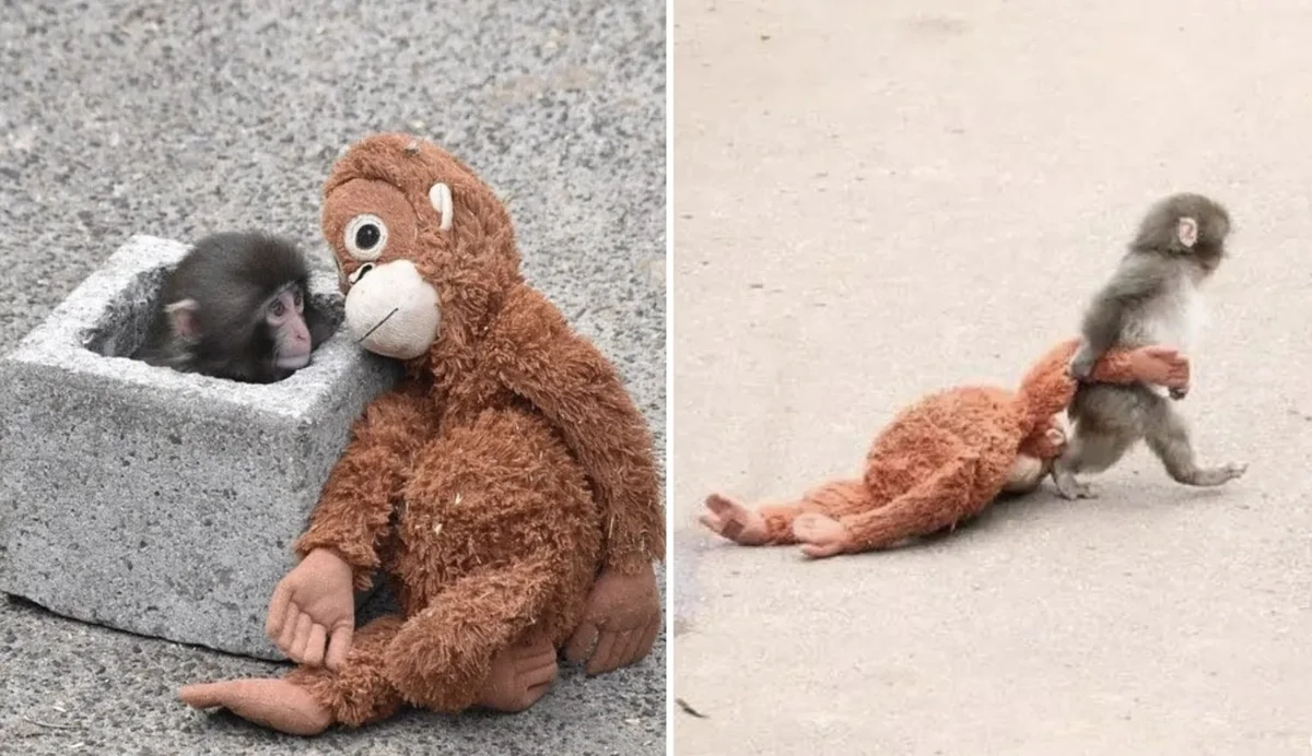 Маймылдың жалғыздығы жұрттың жүрегін елжіретті: макака компанияның сатылымын өсірді