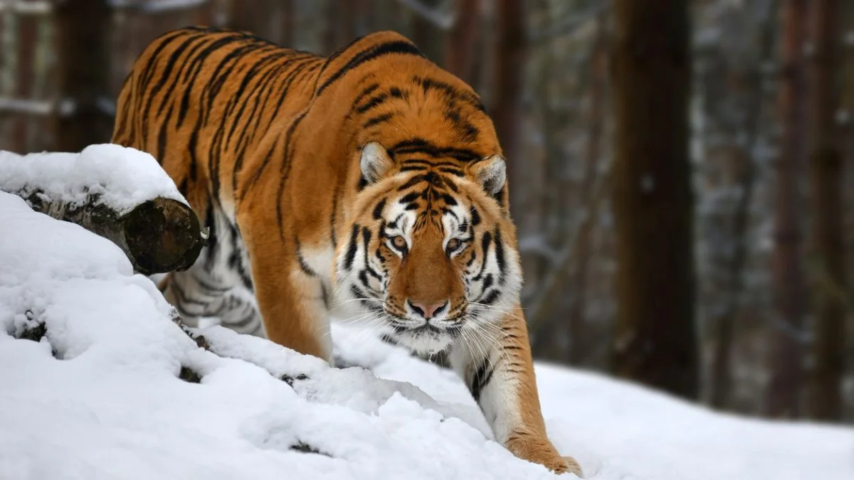 Қазақстанға Ресейден 4 Амур жолбарысы жеткізілетін болды