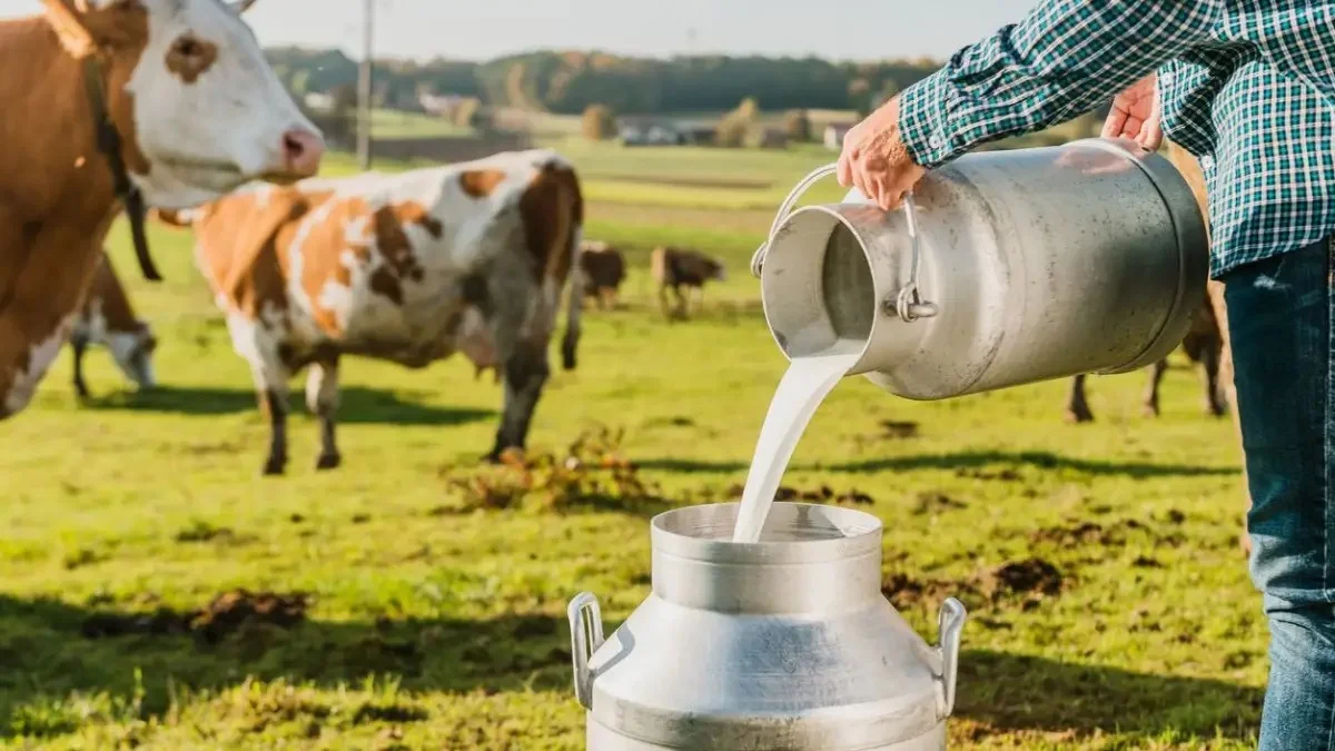 Көкшетауда сүт пен сары майды пайдаланып, 152 млн теңге жымқырған екі азамат ұзақ уақытқа сотталды