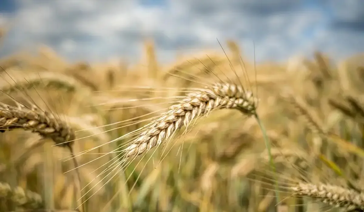 Көктемгі егіс науқаны: бидай азырақ, ал жүгері көбірек егіледі