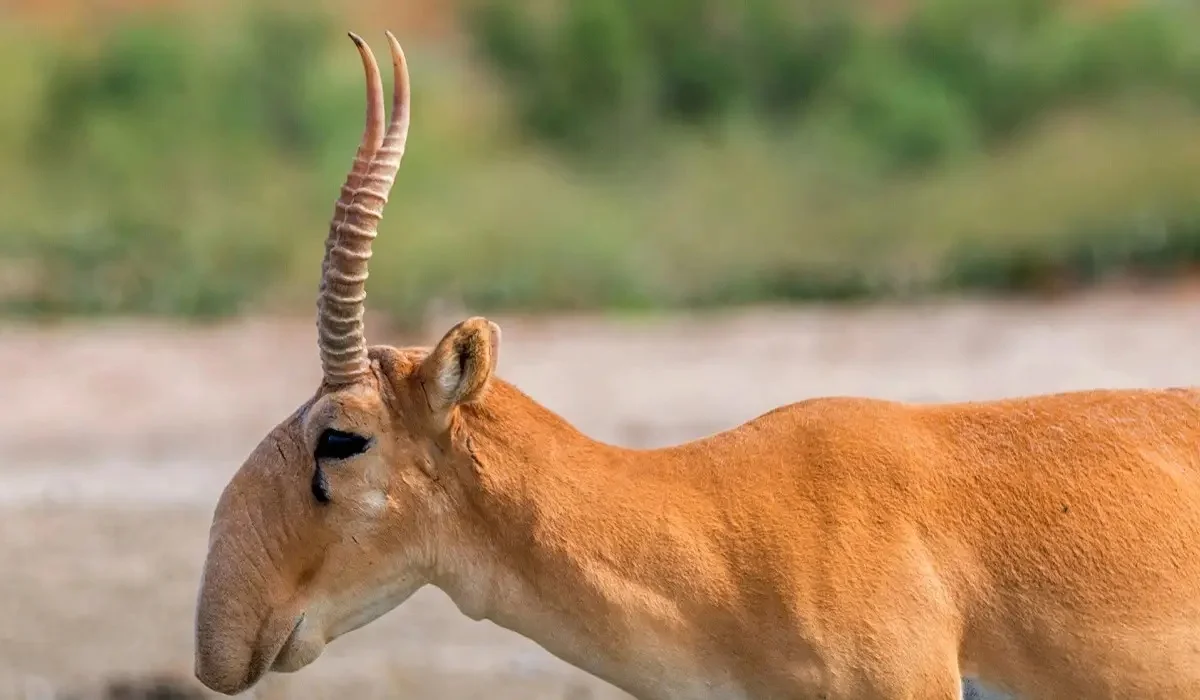 «Киіктердің ауылға кіруі - табиғи процесс»: мамандар желіде таралған видеоға қатысты түсініктеме берді