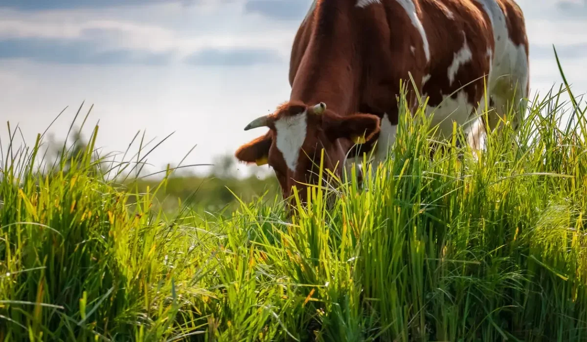 Павлодар облысында фермер 5 мың гектар жерді заңсыз иеленіп алған
