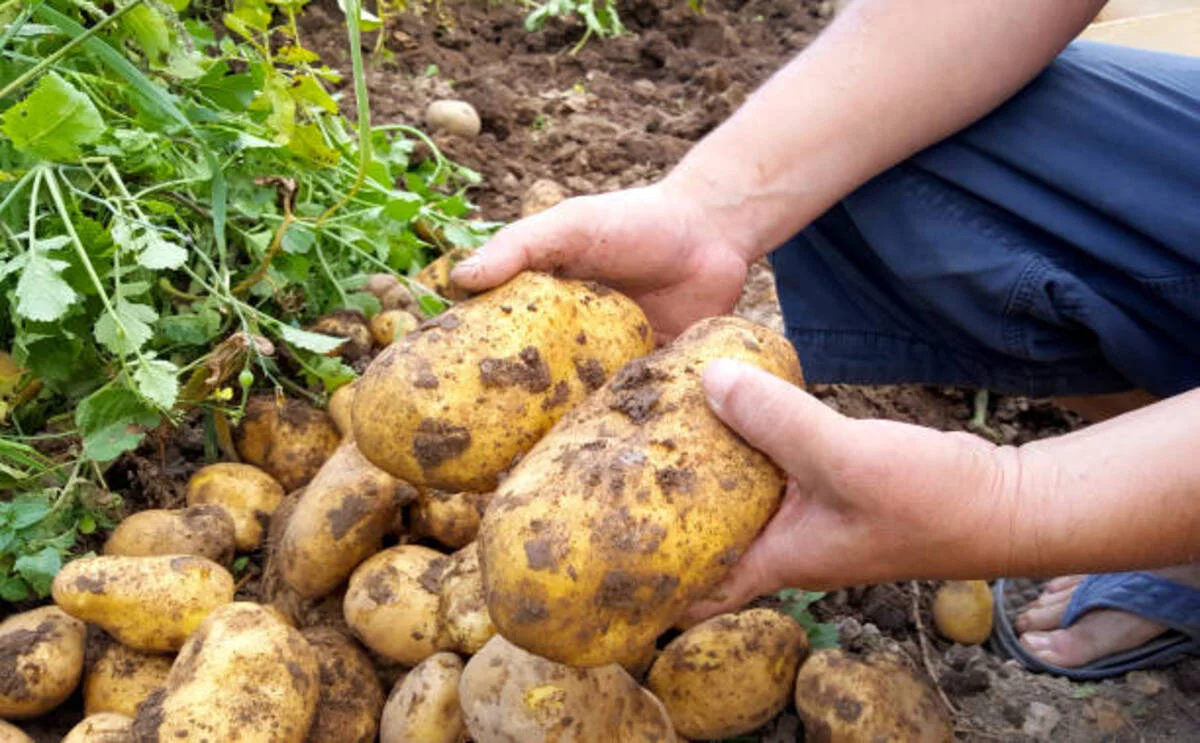 Биржаны айналып өткен 812 тонна картоп: Павлодарда шаруа қожалығына айыппұл салынды