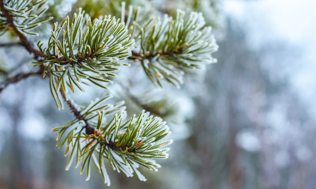 Күн жылынады: 2 наурызға арналған ауа райы болжамы белгілі болды