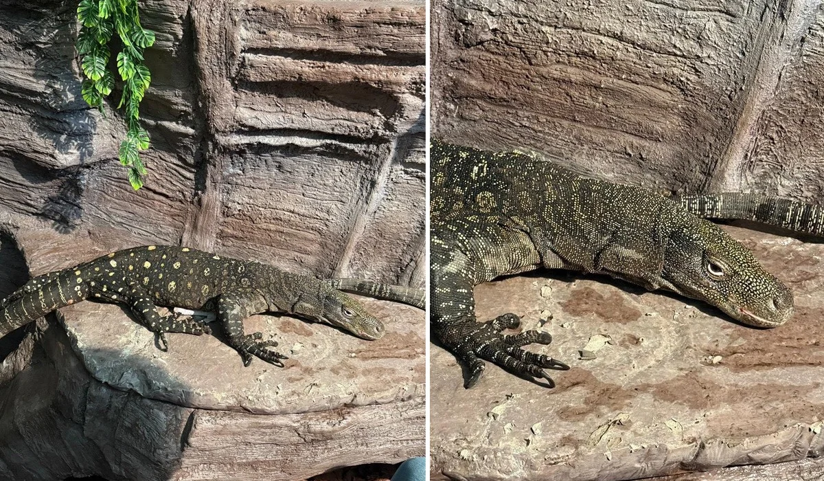 «Өсіп-өніп, көбейеді деген үміттеміз»: Алматының хайуанттар бағы Жаңа Гвинеядан екі алып кесіртке әкелген