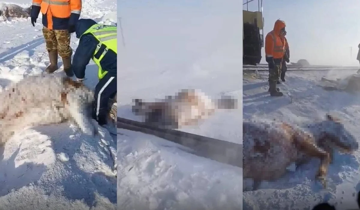 Ерейментауда жүк пойызы 11 жылқыны басып кеткен – полиция малшыны жазалады