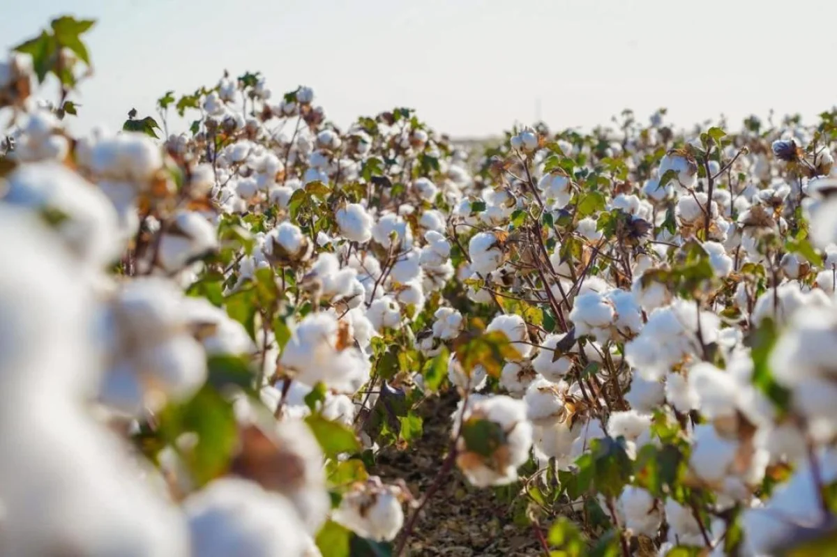 Жеті жыл ішінде ауыл шаруашылығы өндірісінің көлемі екі есеге жуық артты