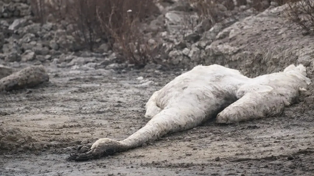 Ақтау қаласының маңында аққулар жаппай қырылып жатыр