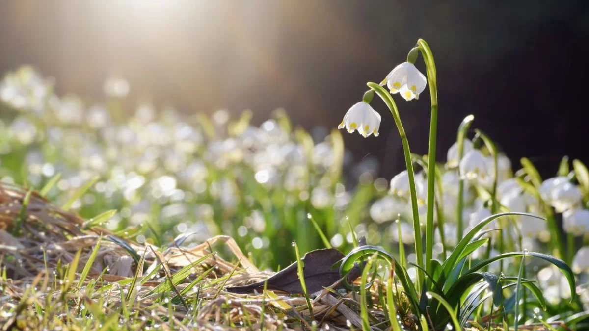 Наурыз айының соңғы күндері Қазақстанда 32 градус ыстық болады