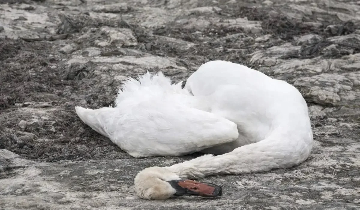 Ақтауда ондаған аққу қырылып қалды: экологтар зертханалық талдау нәтижесін жариялады