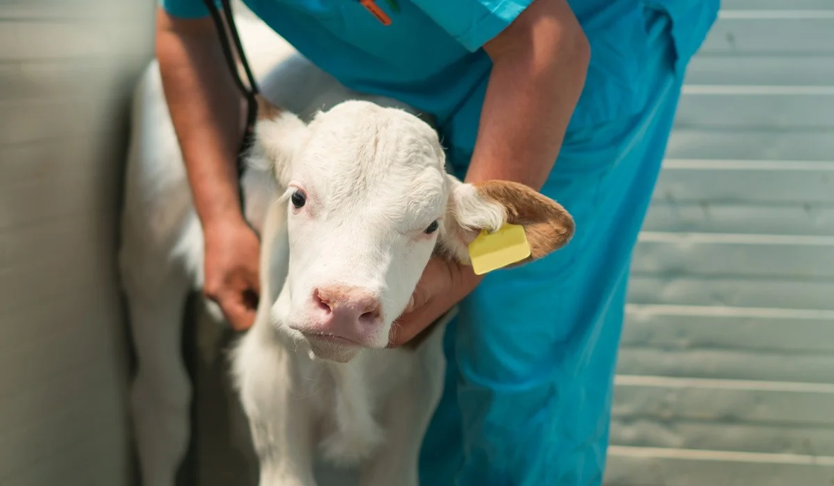 Ауылда малшы, сауыншы, ветеринар жетіспейді – депутат агросектордағы проблемаларды тізбектеп шықты