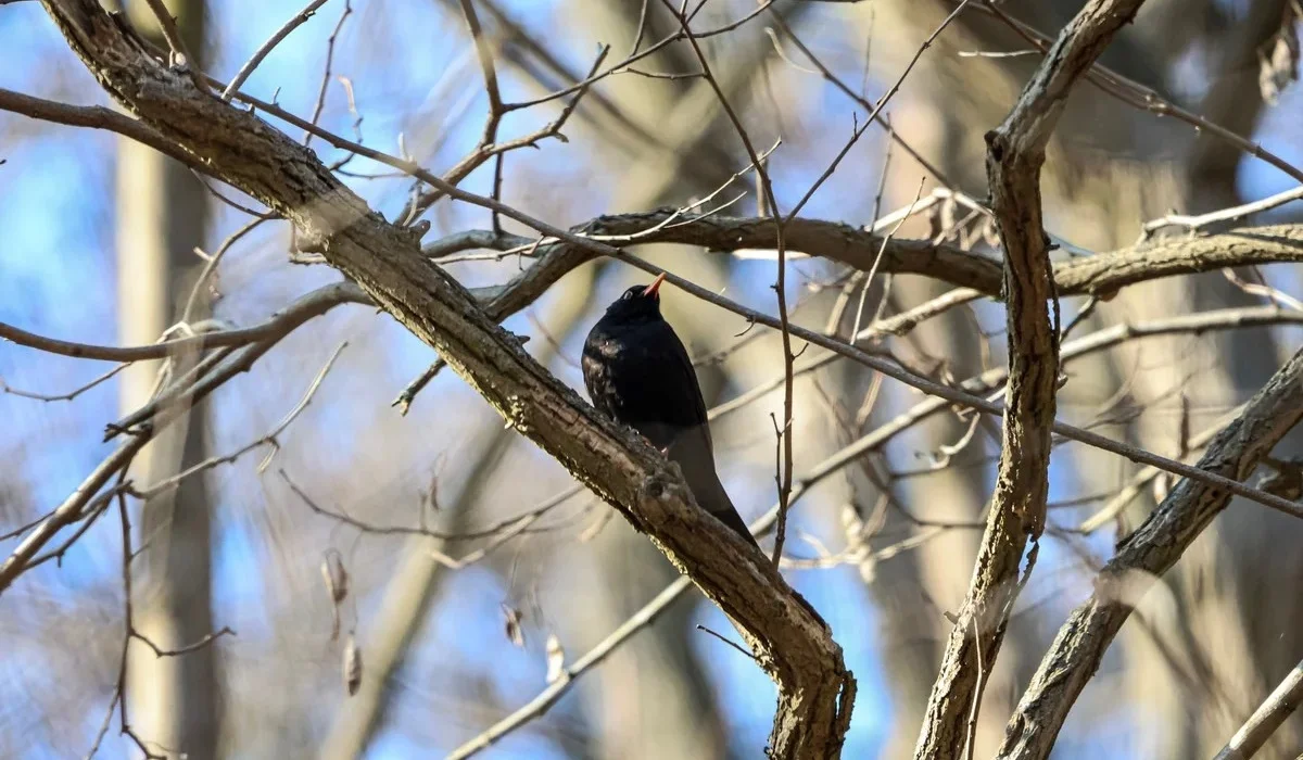 Қазақстанда сәуір айының алғашқы күндері ауа райы қандай болады