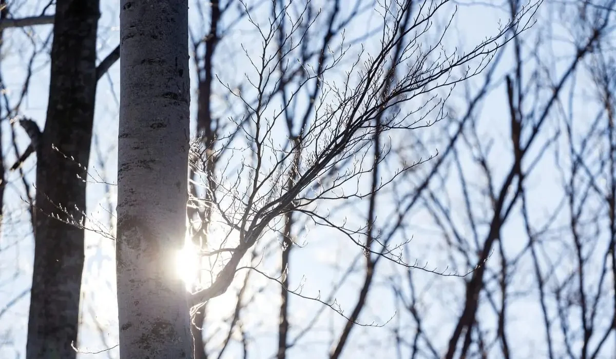 Қазақстанда күн күрт жылиды: 3 сәуірге арналған ауа райы болжамы