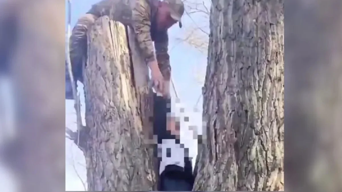 Абай облысында мектеп оқушысы ағаштың арасына қысылып қалды (ВИДЕО)