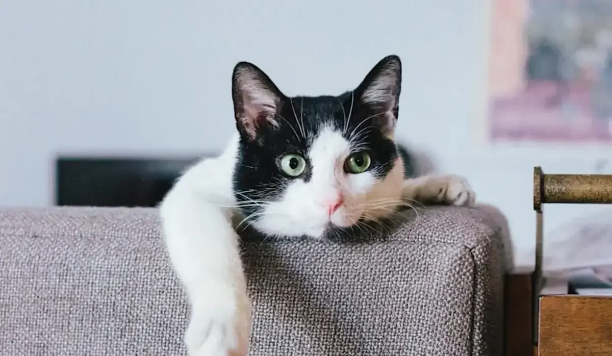 Павлодарда ер адам мысықты құтқарамын деп биіктен құлап, көз жұмды