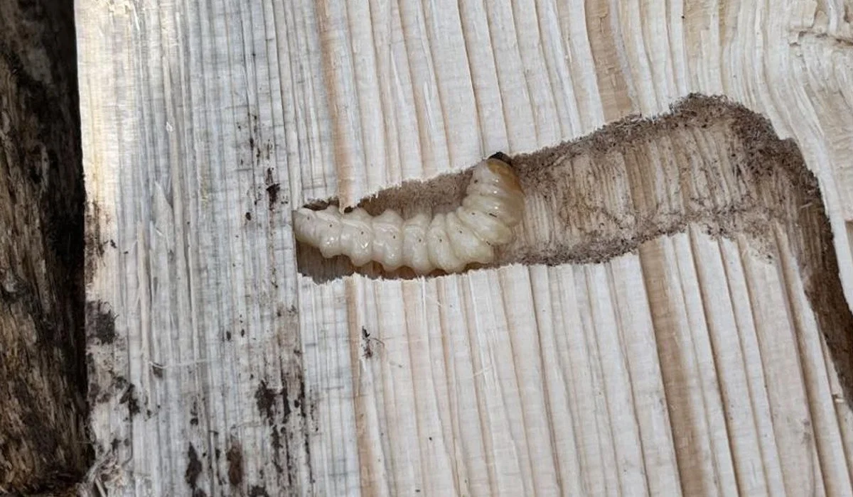 Көкшетауға Ресейден келген 40 текше метр ағаш «құрттап кеткен»: АШМ жәнтіктің бойын өлшеп, суретін таратқан