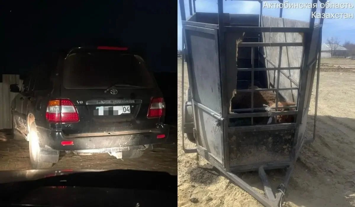 Ақтөбе облысында құлынды биені ұрламақ болған ер адамдар қолға түсті (ВИДЕО)