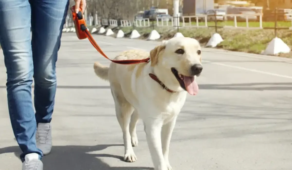 Мәжіліс заң жобасын мақұлдады: енді қоғам өкілдері жануарлардың панажайларын тексере алады