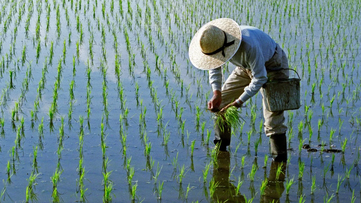 Су үнемдеу: Қазақстанда күріш егістігі 20 мың гектардан астам қысқарды