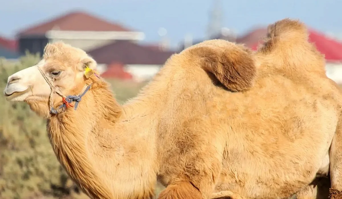 Қызылорда облысының тұрғыны бір түйе үшін бес жылға сотталып кетті