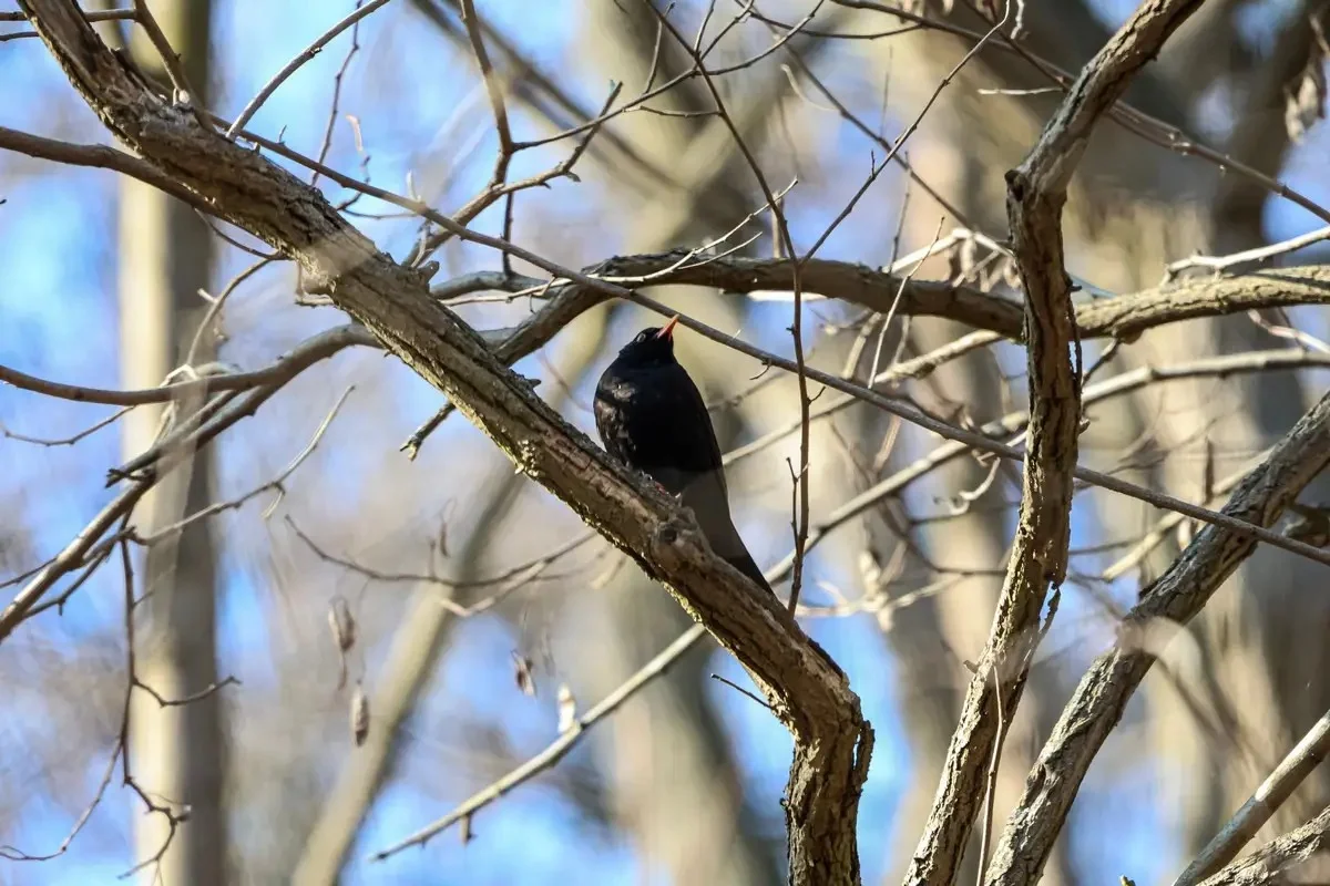 Тұман, жел, найзағай: 11 сәуірге арналған ауа райы болжамы