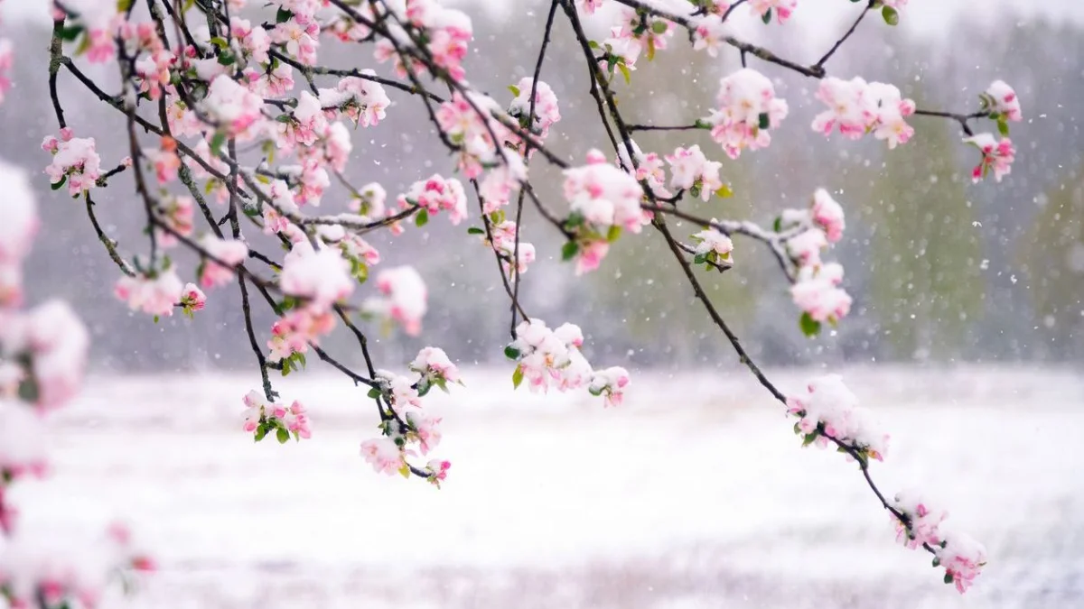 Қазақстанда алдағы күндері ауа райы -8 градусқа дейін суытып, қар жауады