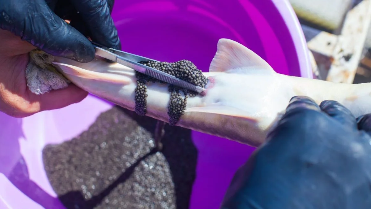 Атырауда шенеуніктер бюджеттен 147 млн теңге бөліп, қара уылдырық сатып алмақ болған