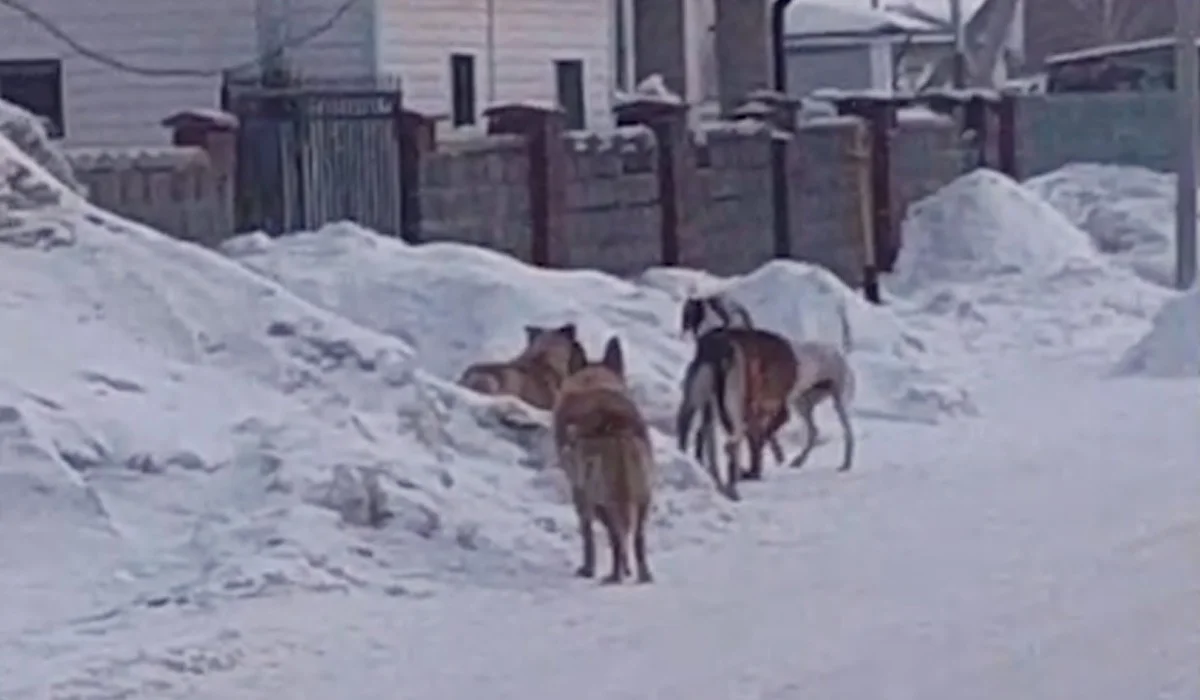 «Бұралқы ит арбадағы балама шап берді»: Астана маңындағы ауыл халқы қаңғыбас иттерден әбден шаршаған