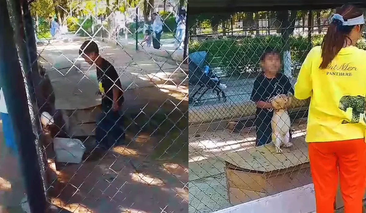 Шымкент зообағына келген әйел баласын қояндардың қорасына кіргізіп жіберіп, суретке түсірген (ВИДЕО)